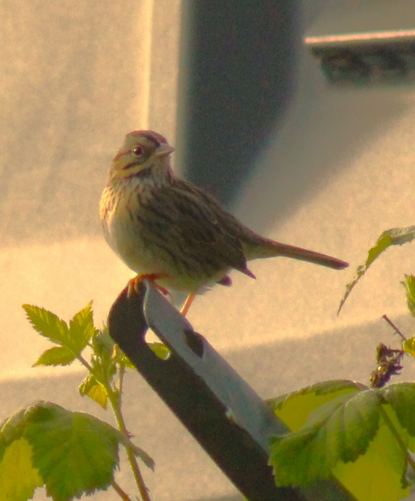 Lincoln's Sparrow - ML618273463