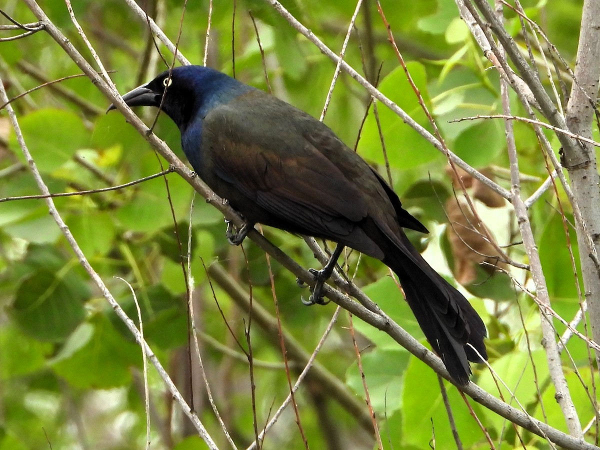 Common Grackle - Robert Neill