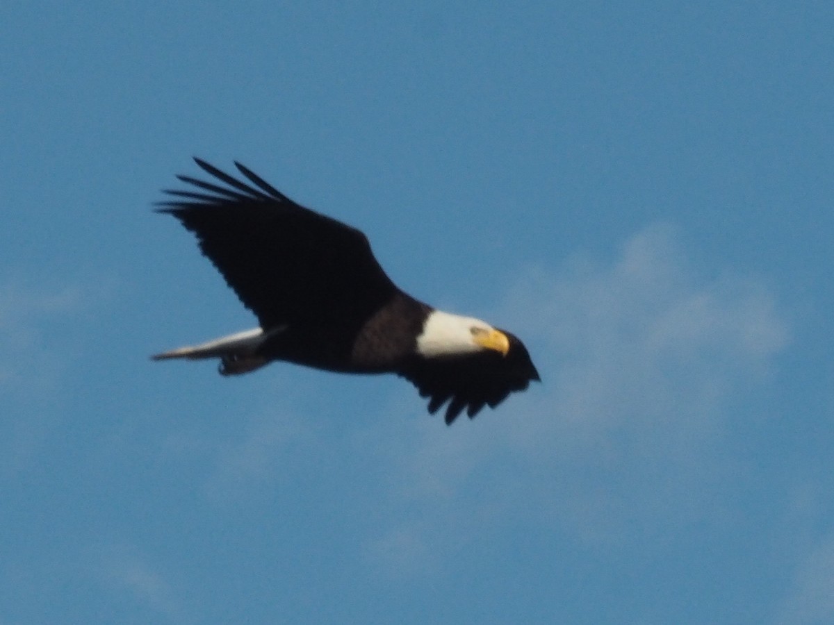 Bald Eagle - ML618273542