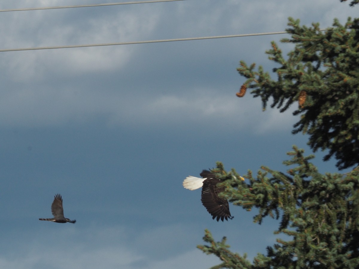 Bald Eagle - ML618273544