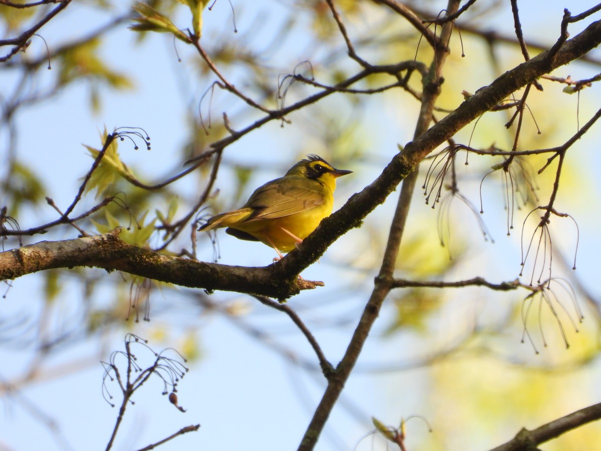 Kentucky Warbler - Amanda & Matt Sloan