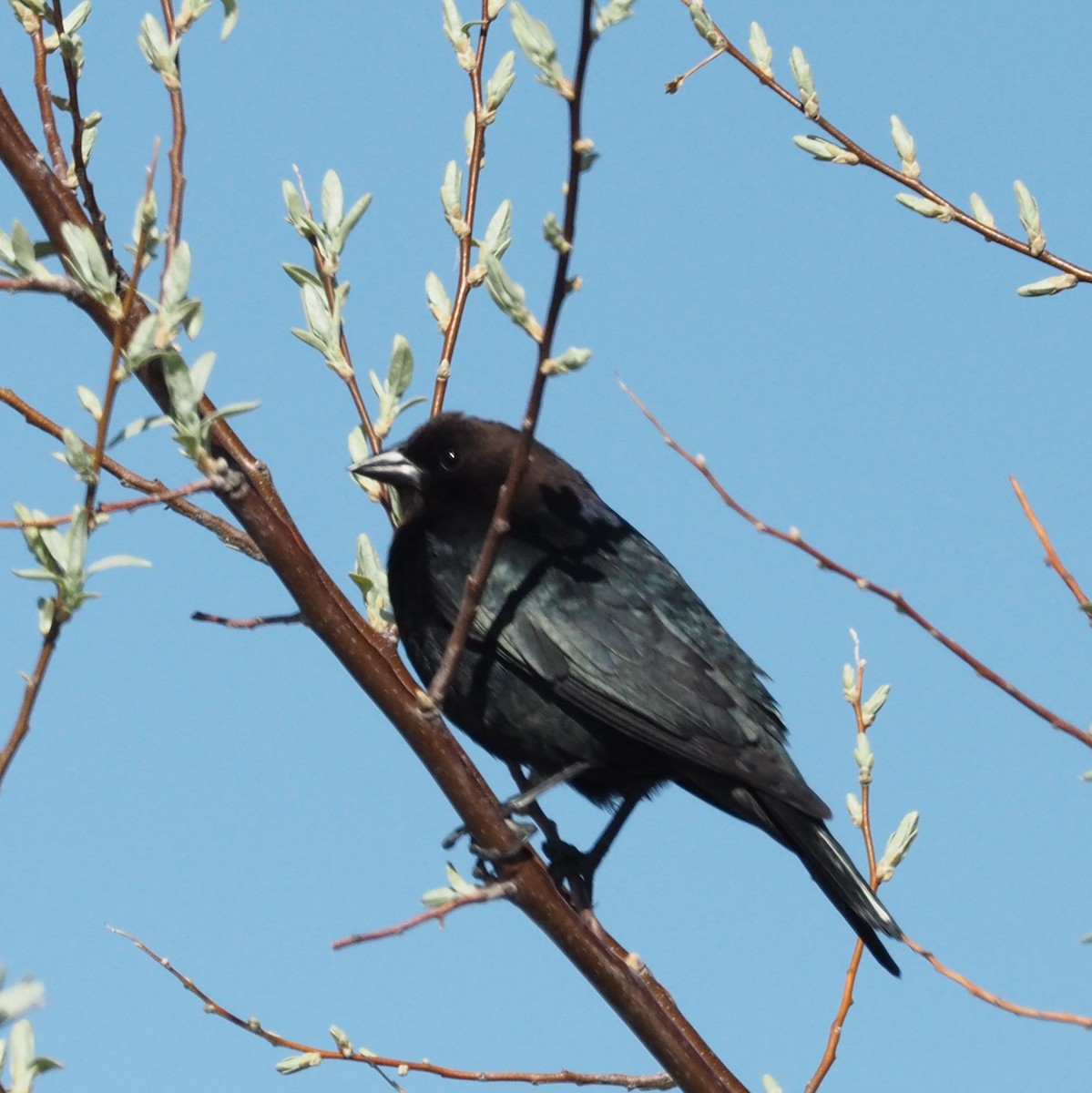 Brown-headed Cowbird - ML618273562