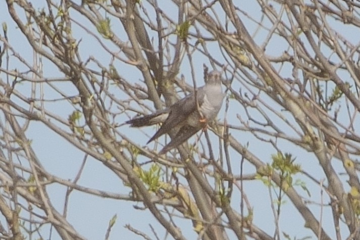 Зозуля звичайна - ML618273567