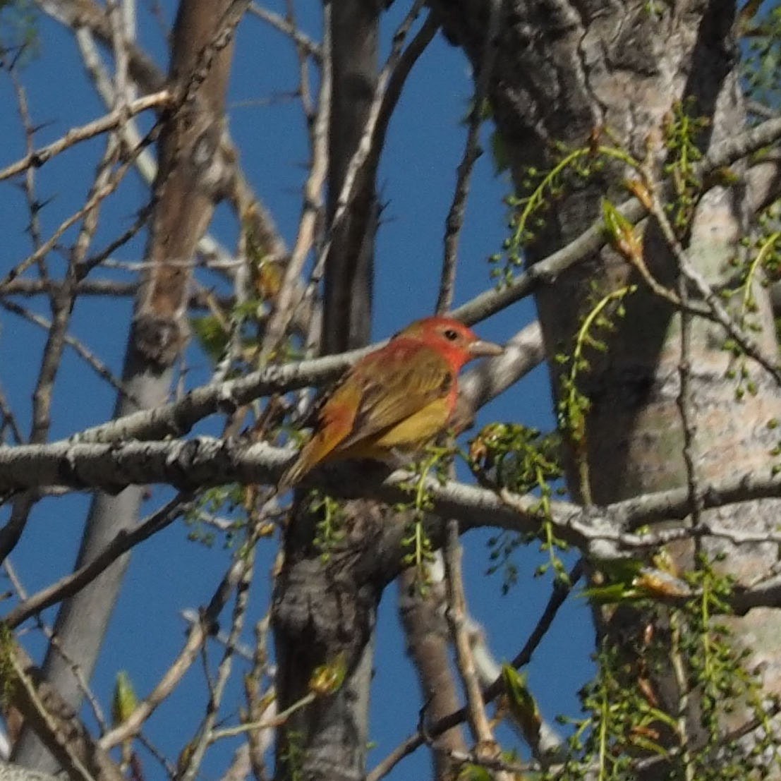 Summer Tanager - ML618273577