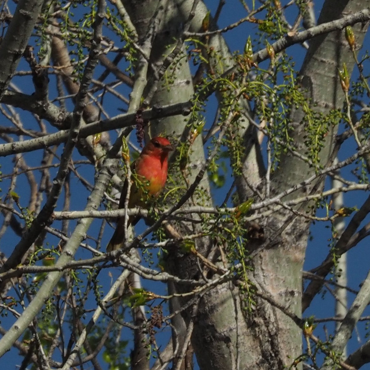 Summer Tanager - ML618273578