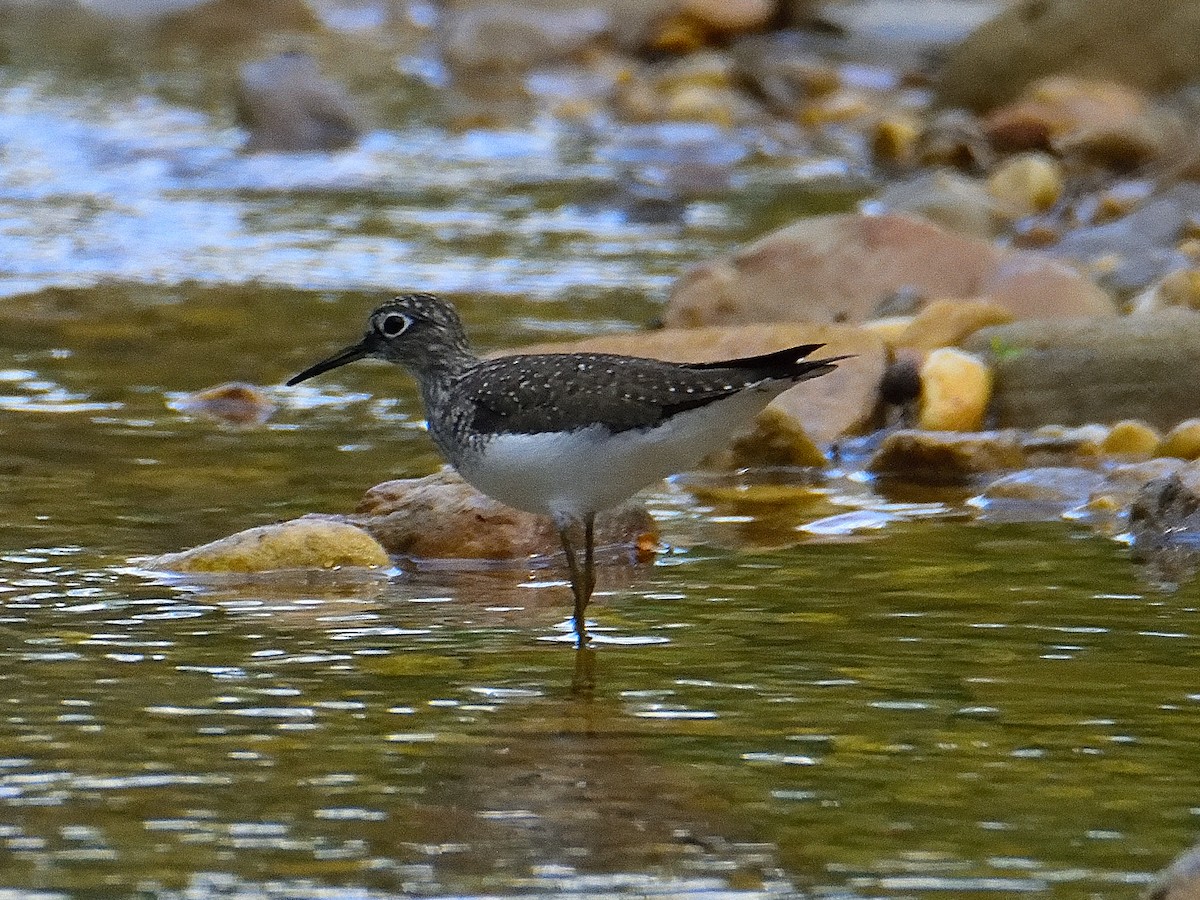 Solitary Sandpiper - ML618273579