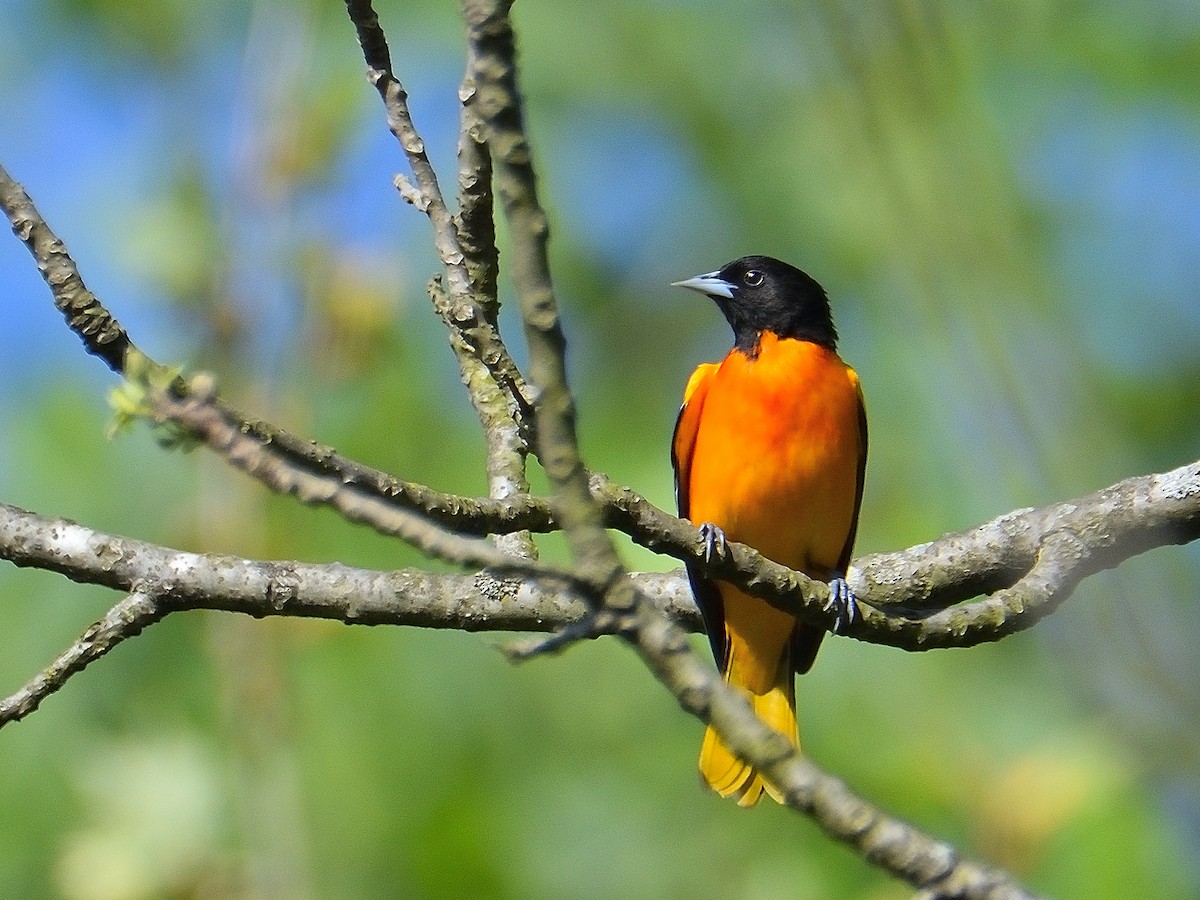 Baltimore Oriole - Mark Horning