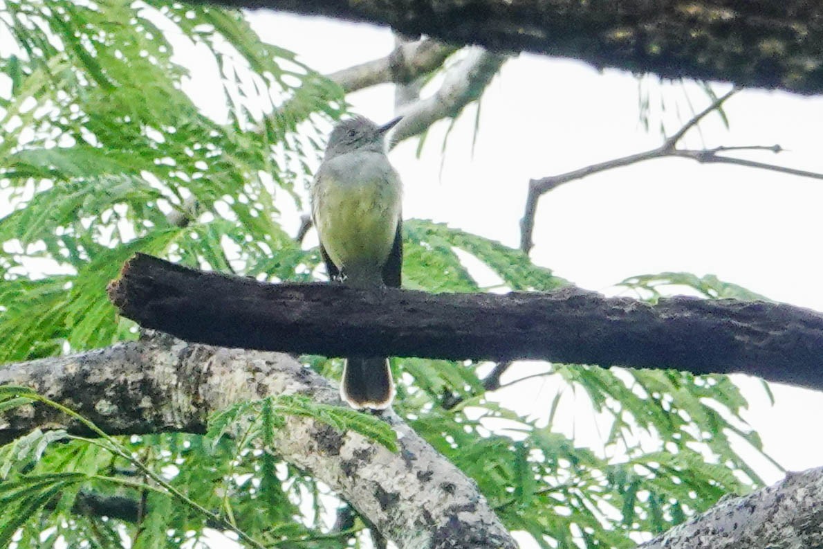 Panama Flycatcher - ML618273610