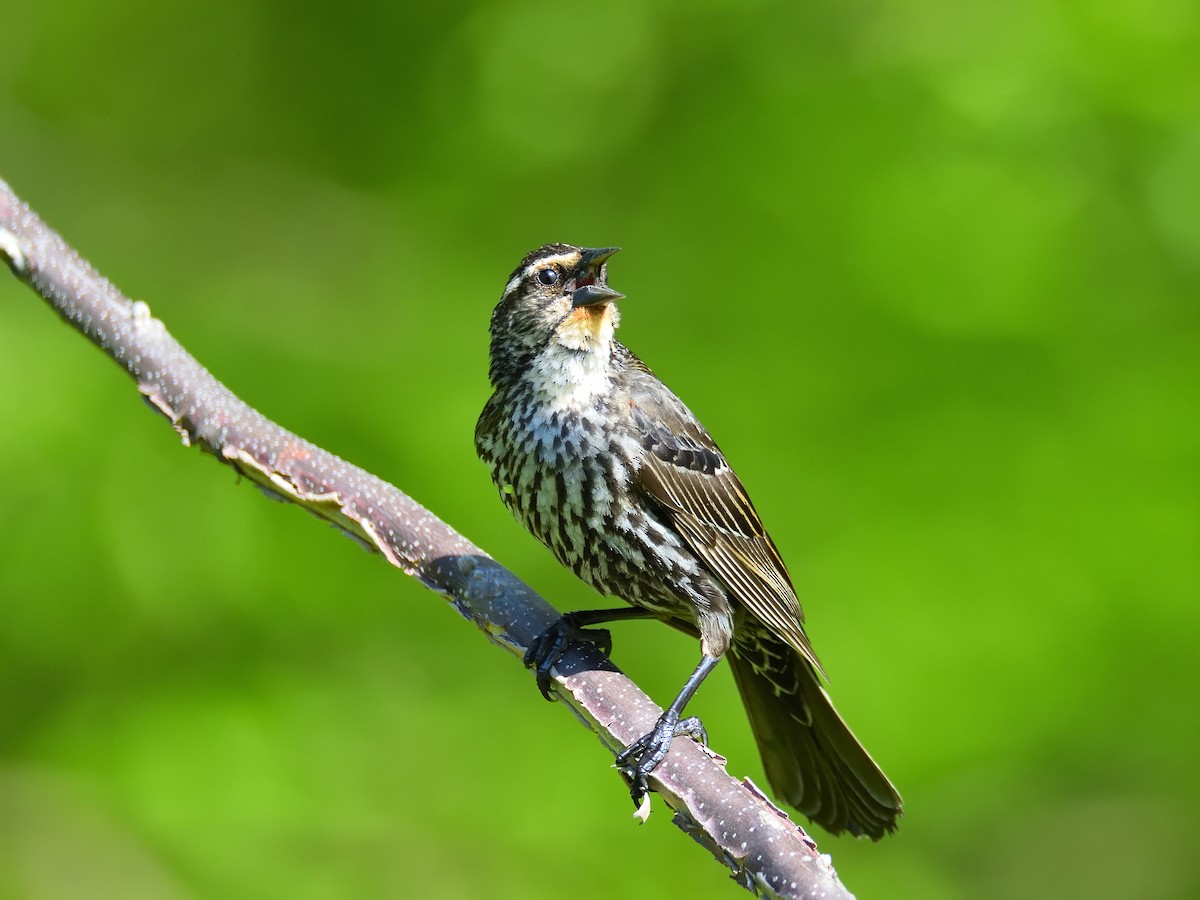 Red-winged Blackbird - Mark Horning