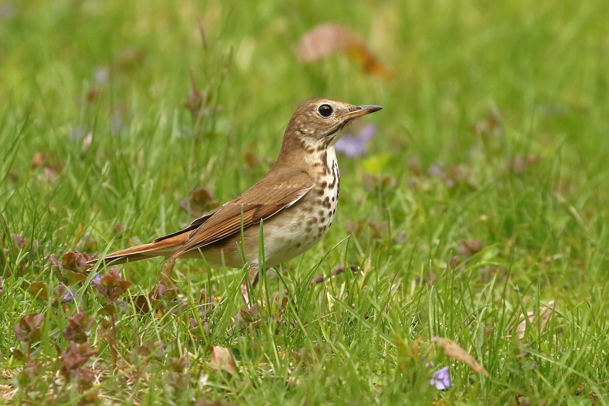 Hermit Thrush - Jeffrey Offermann