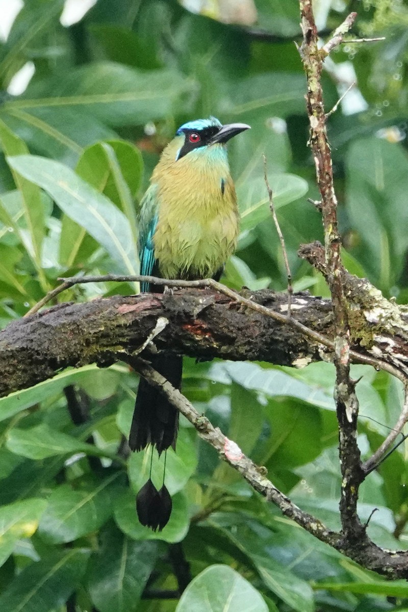 Diademmotmot - ML618273651