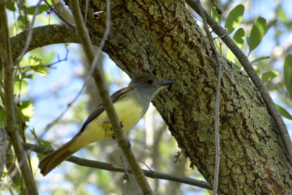 Great Crested Flycatcher - ML618273666