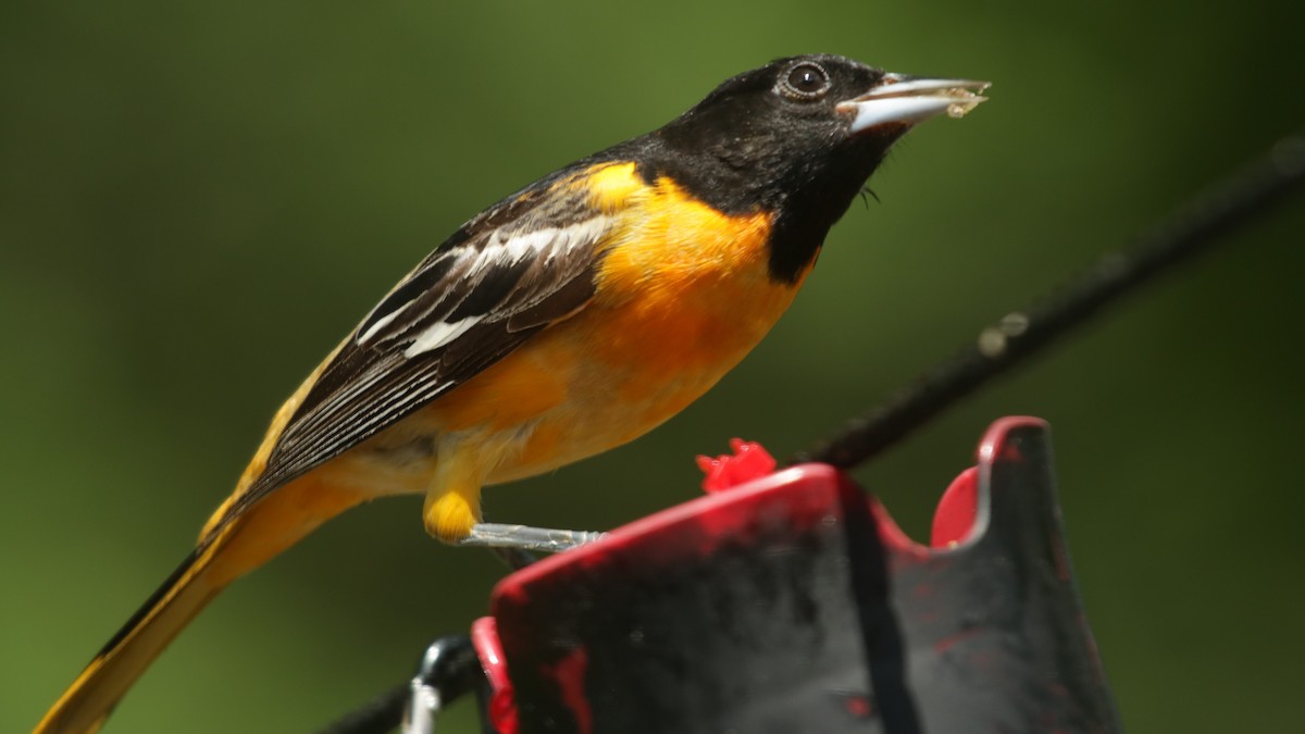 Baltimore Oriole - ML618273670