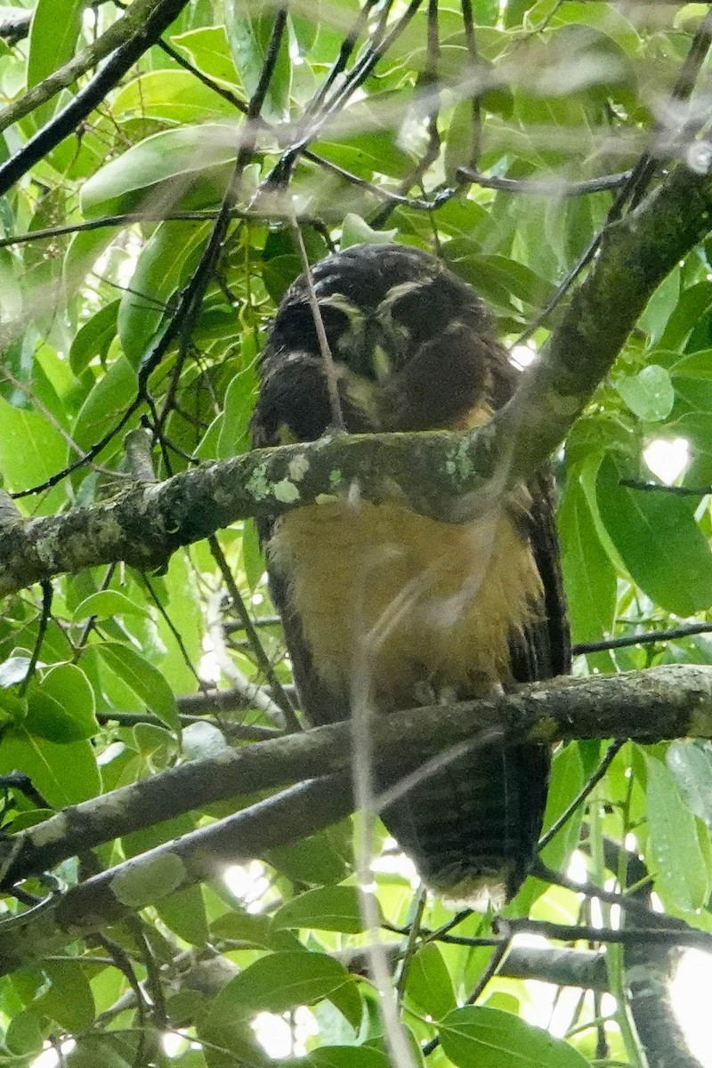 Lechuzón de Anteojos - ML618273692