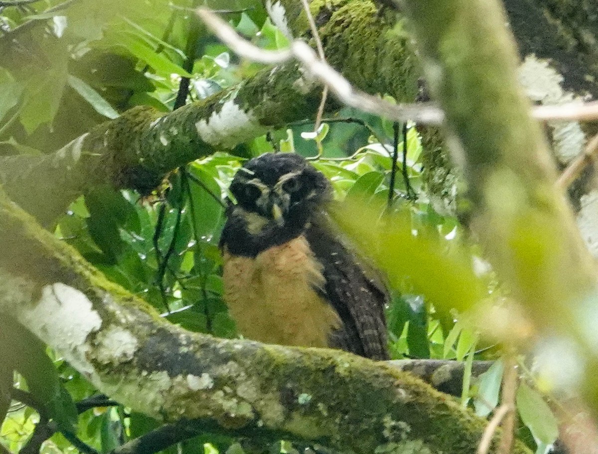 Spectacled Owl - Kathy Doddridge