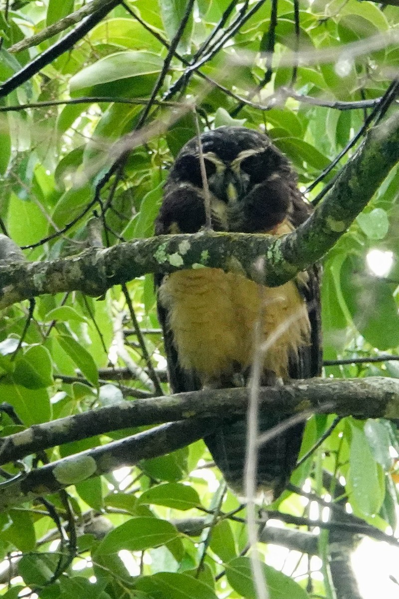 Spectacled Owl - Kathy Doddridge