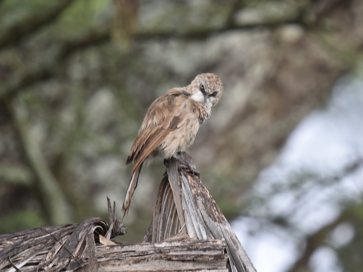 Black-lored Babbler (Sharpe's) - ML618273731