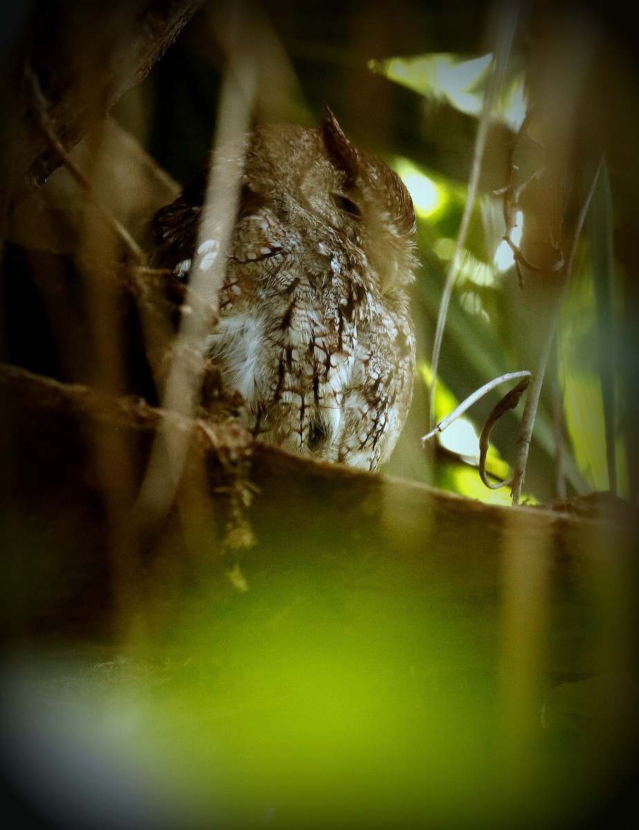 Eastern Screech-Owl - Linda  Fell