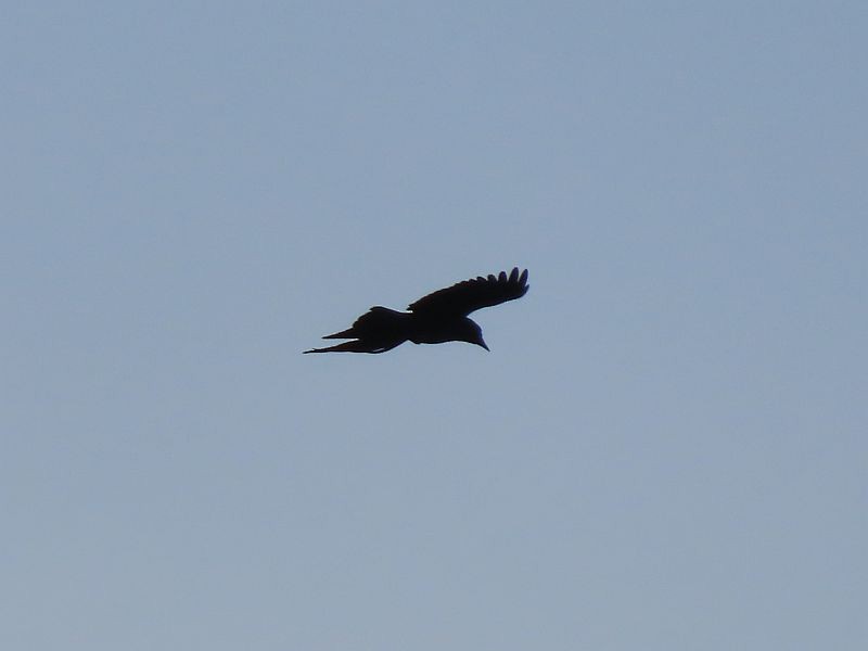 American Crow - Tracy The Birder