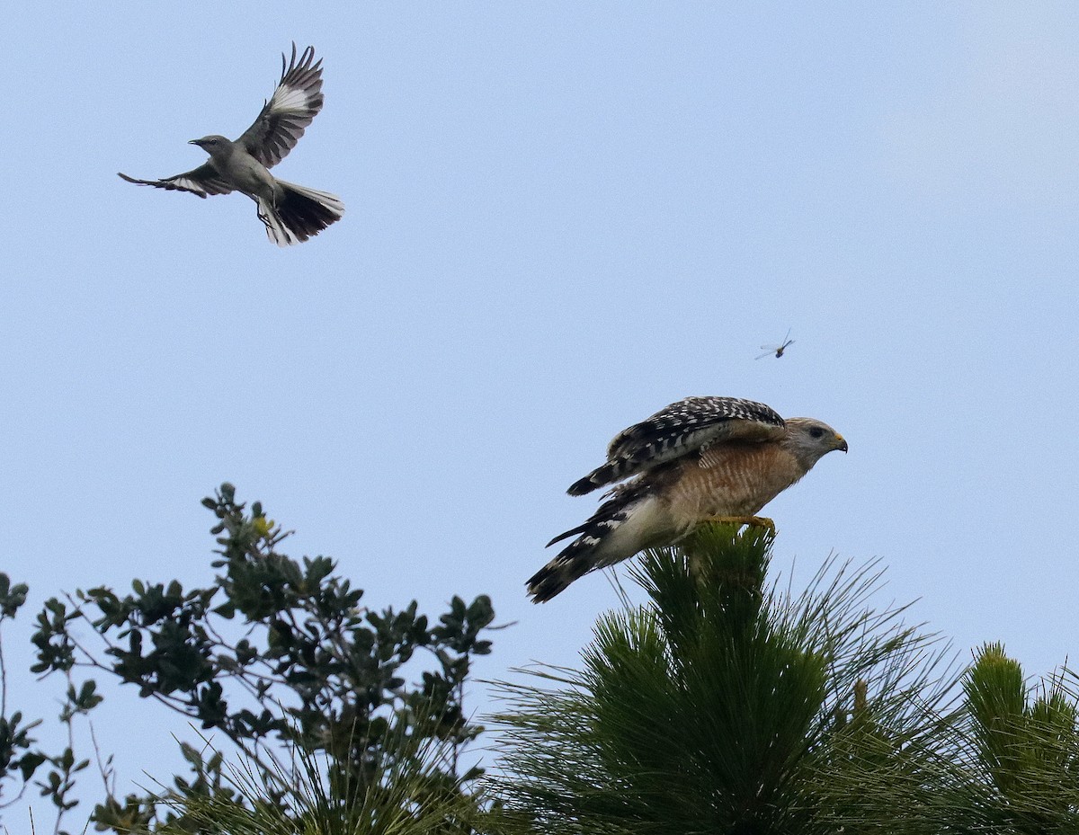 Northern Mockingbird - Linda  Fell