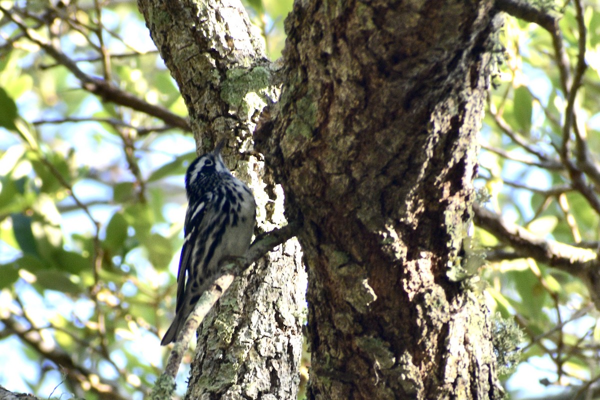 Black-and-white Warbler - ML618273787