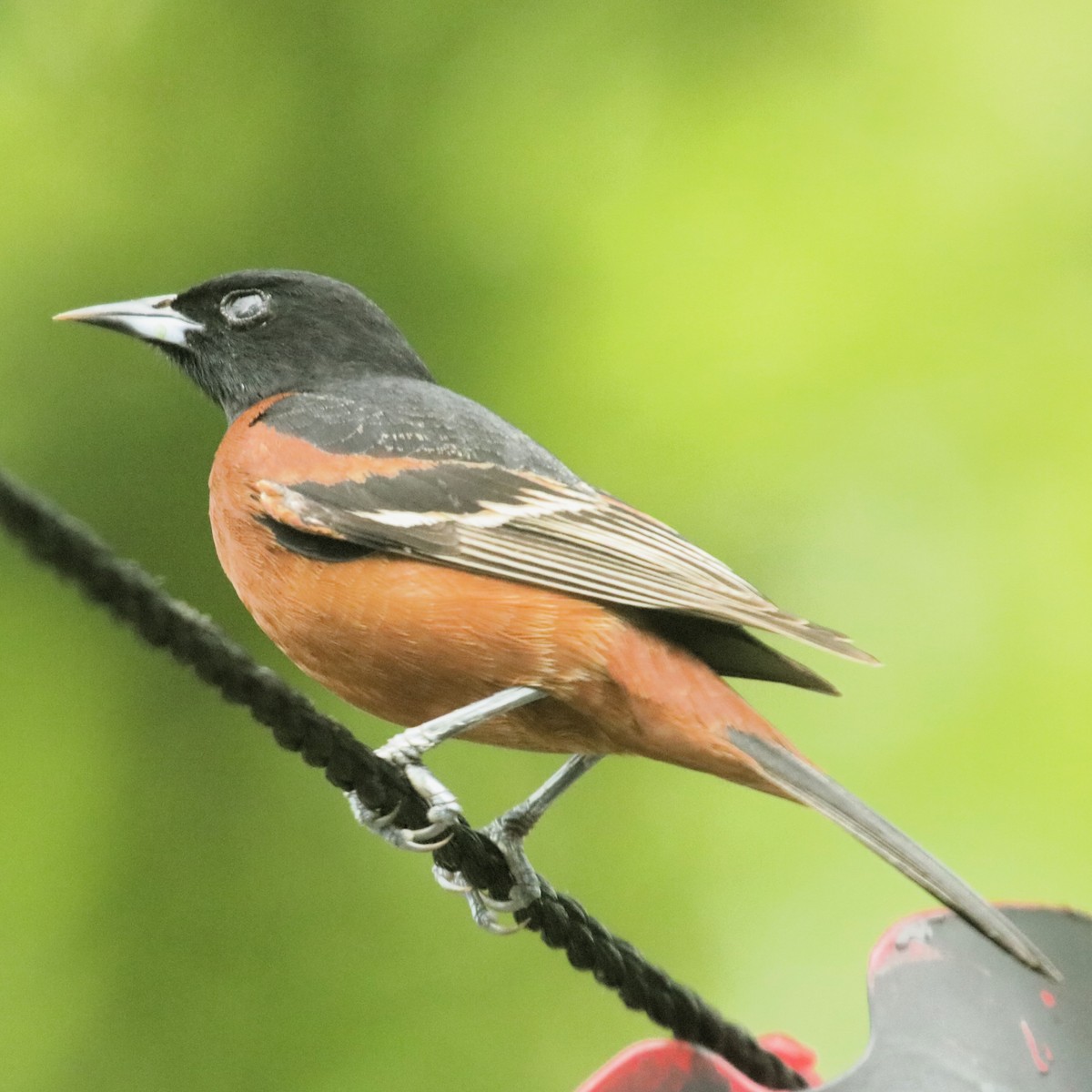 Orchard Oriole - ML618273794