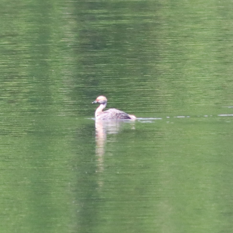 Horned Grebe - ML618273798