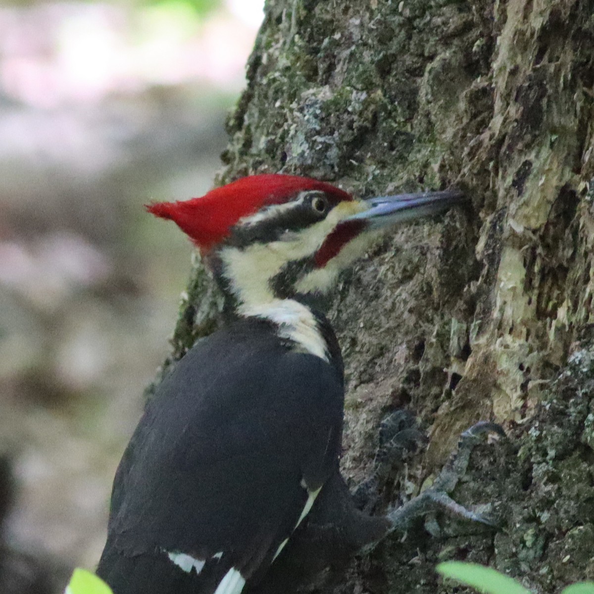 Pileated Woodpecker - ML618273809