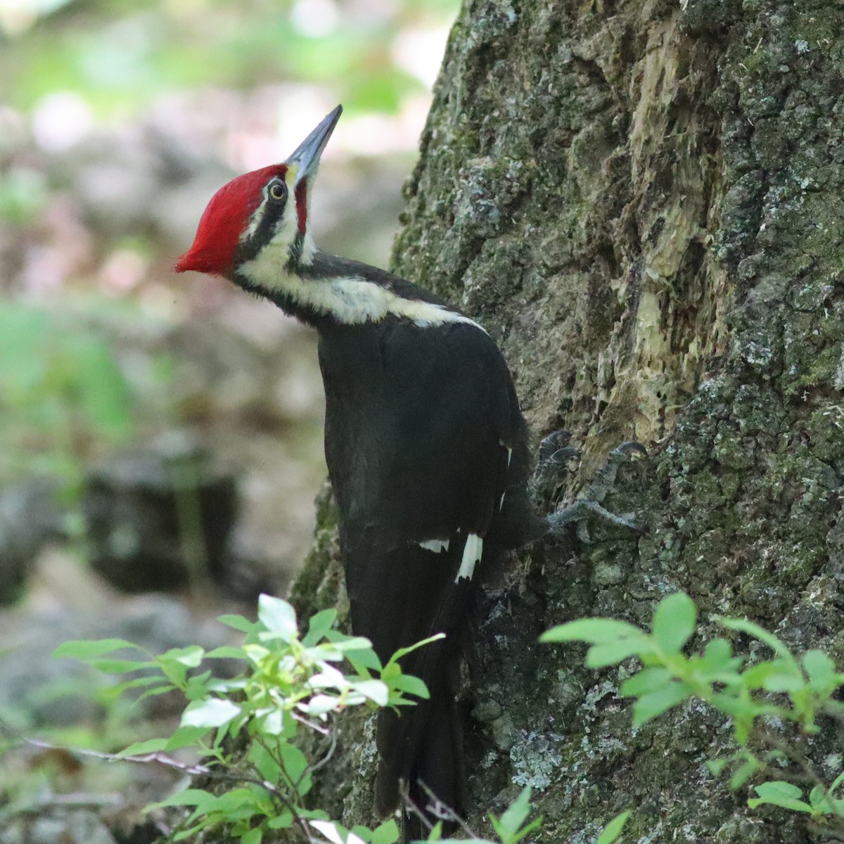 Pileated Woodpecker - ML618273810