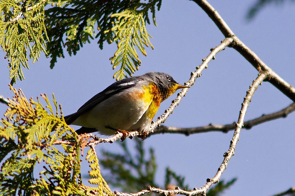 Parula Norteña - ML618273813