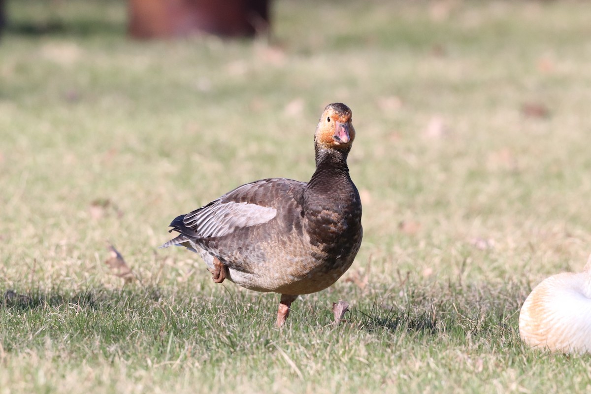 Snow x Ross's Goose (hybrid) - ML618273821