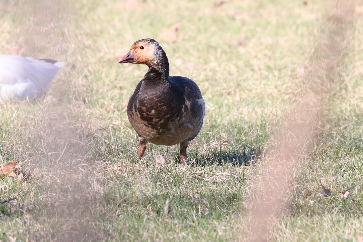 Snow x Ross's Goose (hybrid) - ML618273823