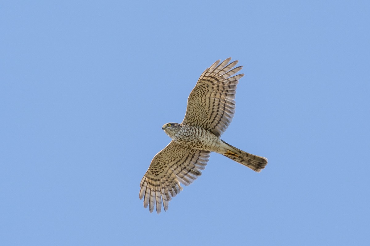 Eurasian Sparrowhawk - Slawomir Dabrowski