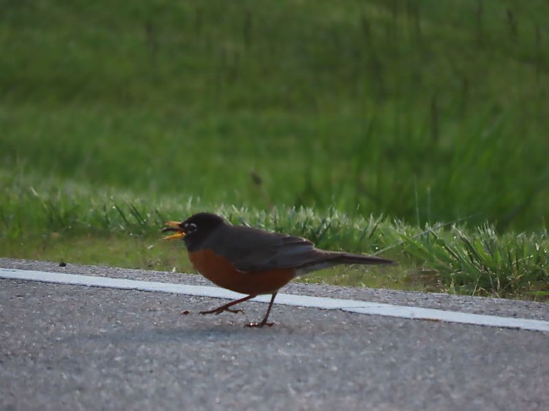 American Robin - Tracy The Birder