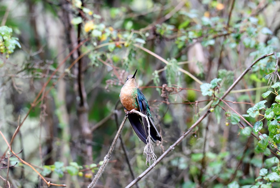 Great Sapphirewing - Ana Amable www.peruwomenbirders.com