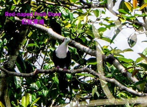 Red-naped Fruit-Dove - ML618273866