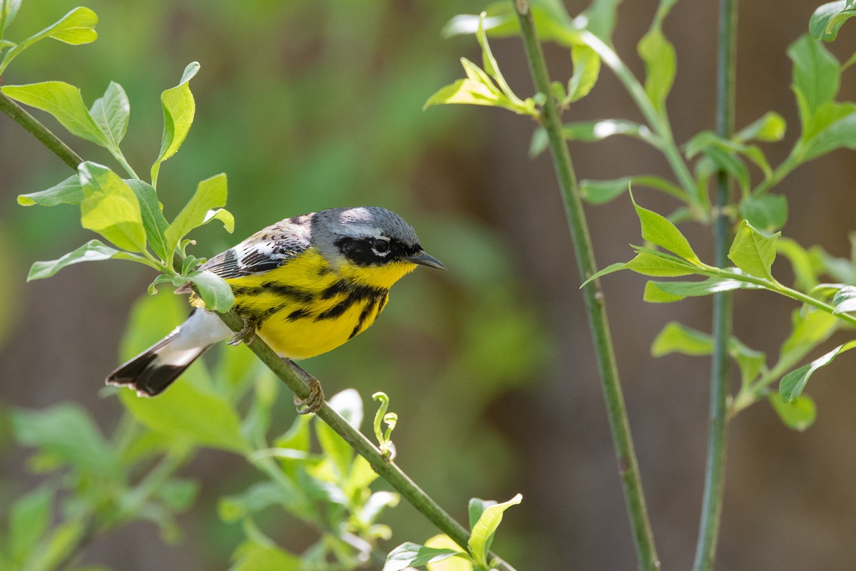 Magnolia Warbler - ML618273872