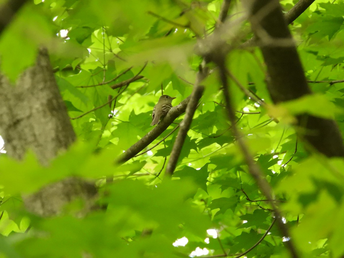 Acadian Flycatcher - Quentin Reiser