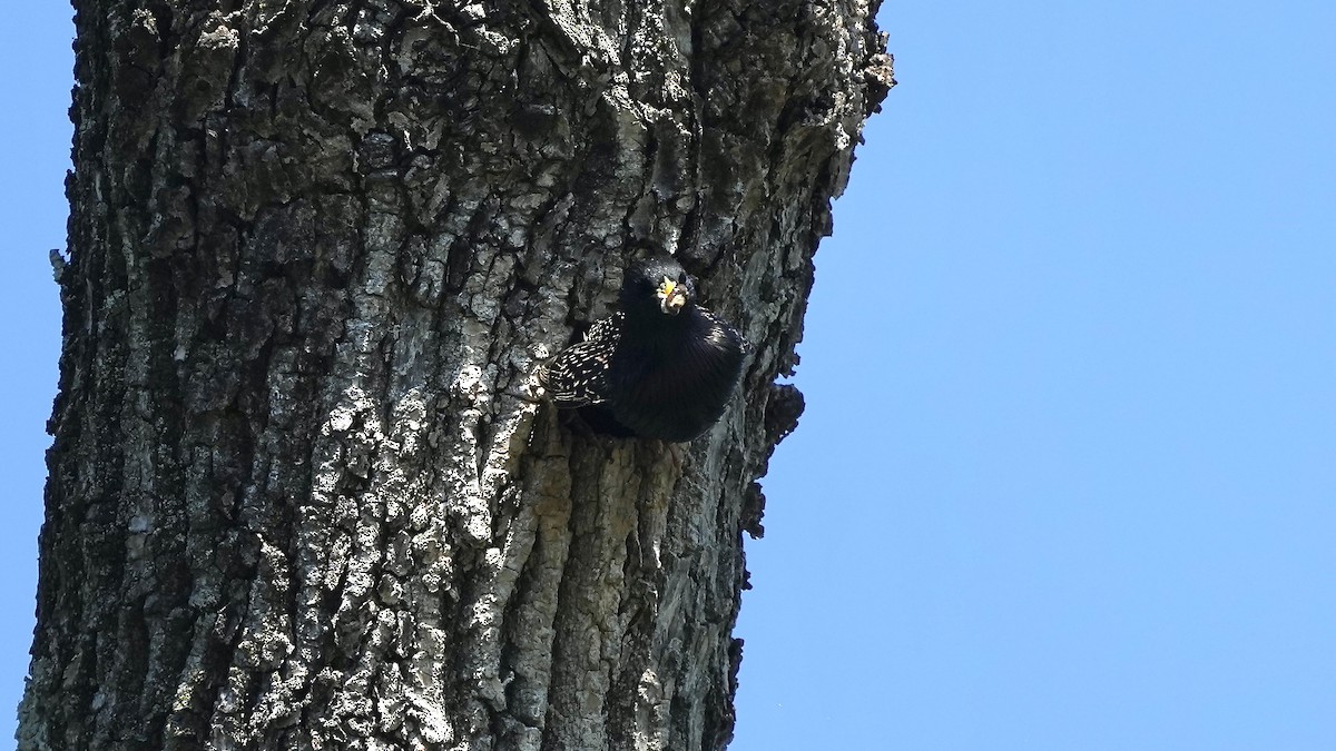 European Starling - Sunil Thirkannad