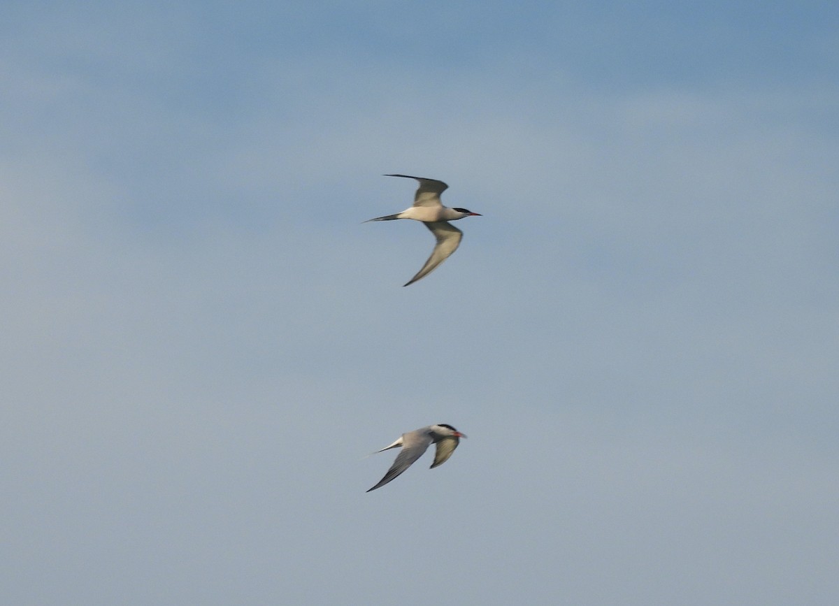 Common Tern - Mike Vlasatý