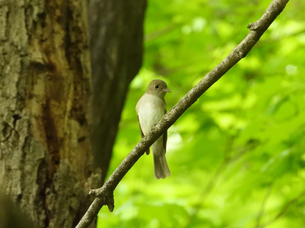 Acadian Flycatcher - Quentin Reiser