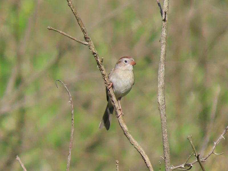 Field Sparrow - Tracy The Birder