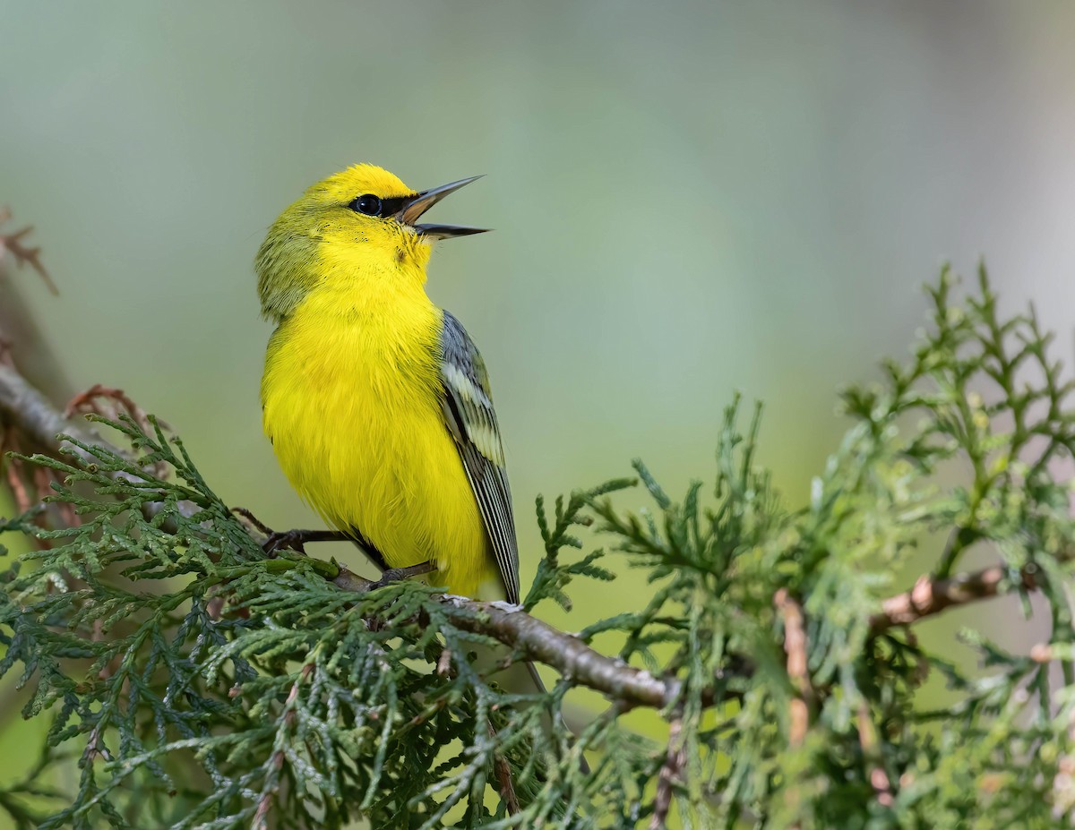 Blue-winged Warbler - Brian Smith