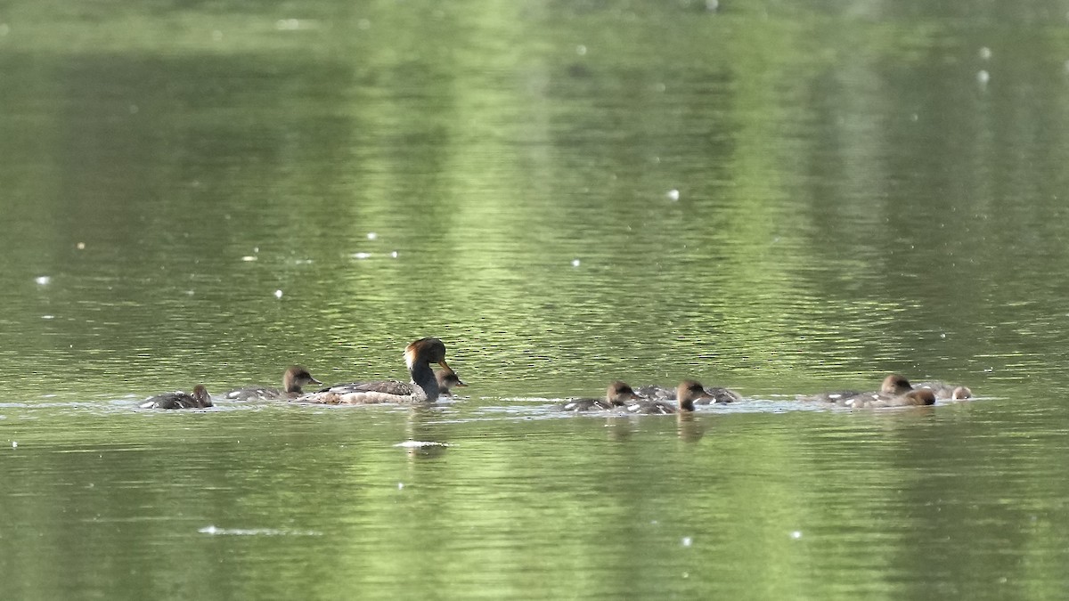 Hooded Merganser - Sunil Thirkannad