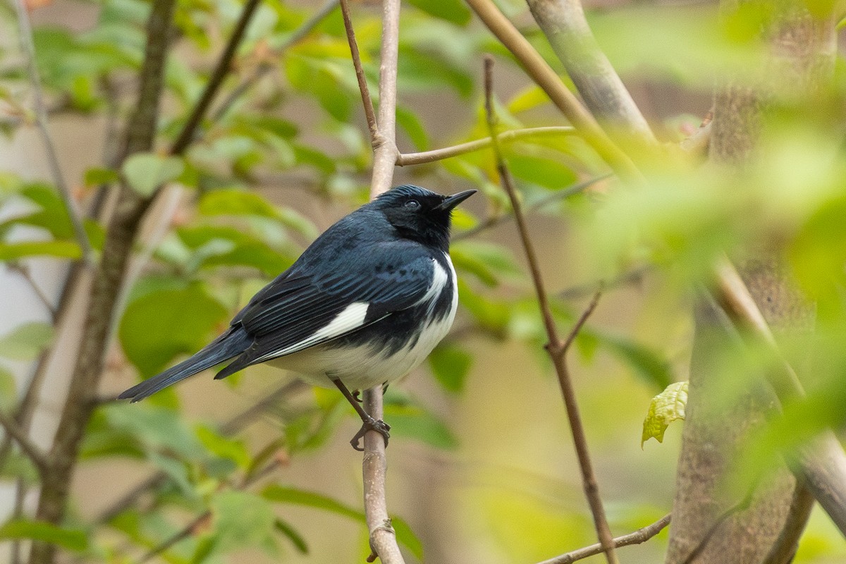 Black-throated Blue Warbler - R Brodell