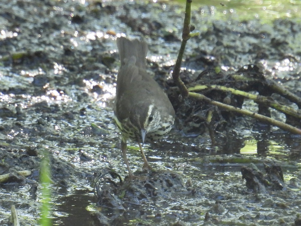 Northern Waterthrush - L LeBlanc