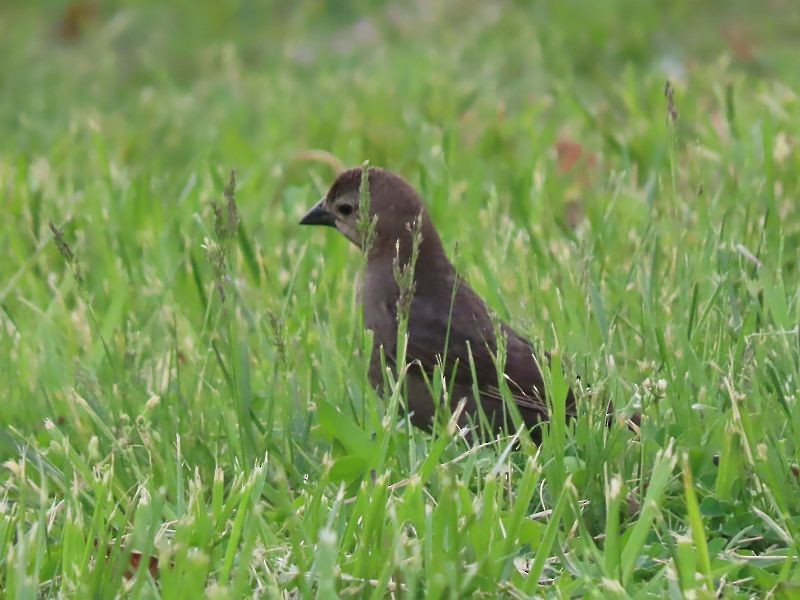 Brown-headed Cowbird - Tracy The Birder