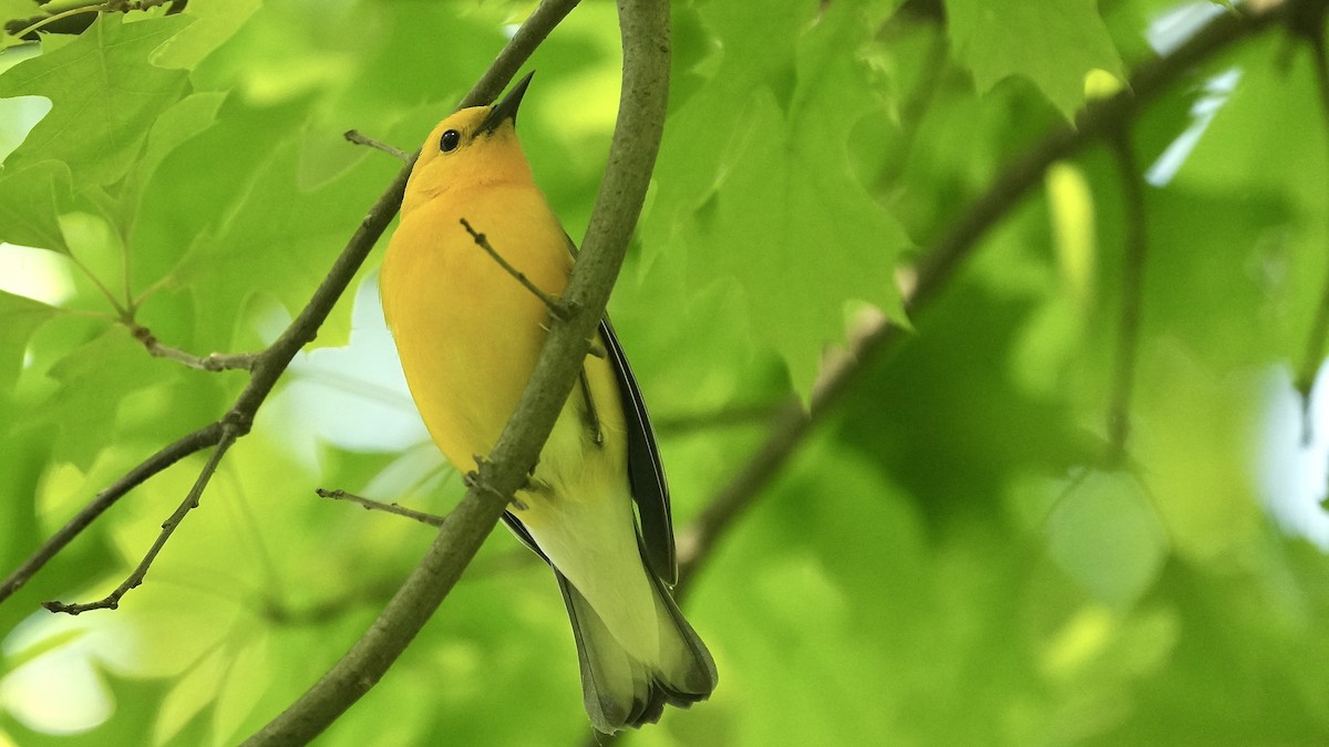 Prothonotary Warbler - Sunil Thirkannad