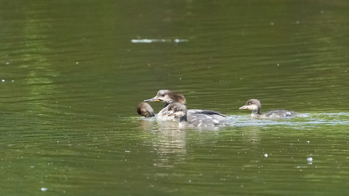 Hooded Merganser - Sunil Thirkannad