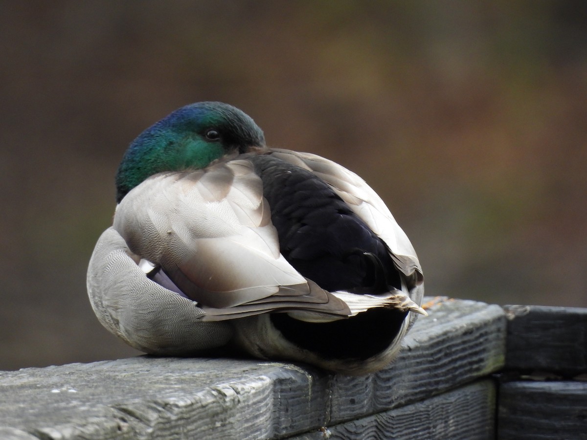 Mallard - Emily Szczypek